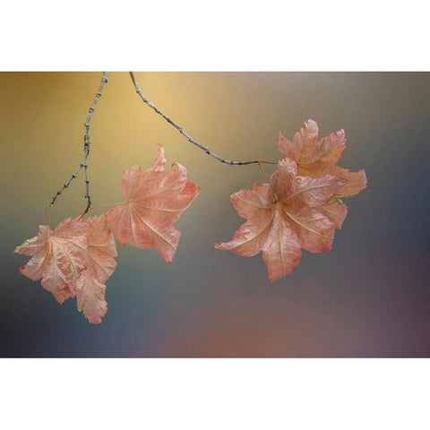 USA-Washington State-Seabeck Vine maple leaves on branch in autumn Black Modern Wood Framed Art Print by Jaynes Gallery