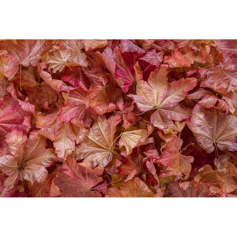 USA-Washington State-Seabeck Vine maple leaves in autumn Black Modern Wood Framed Art Print by Jaynes Gallery