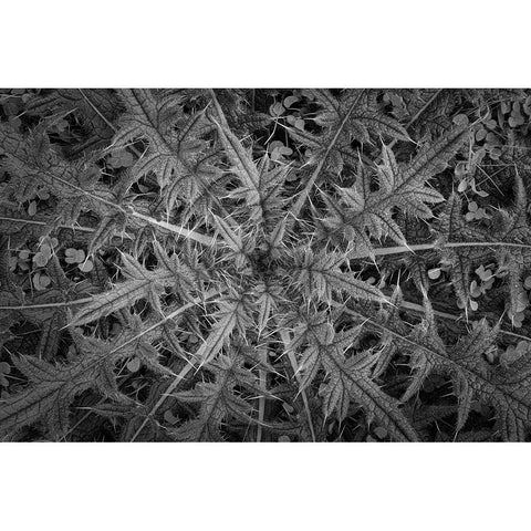 USA-Washington State-Seabeck Black and white close-up of thistle plant Black Modern Wood Framed Art Print by Jaynes Gallery
