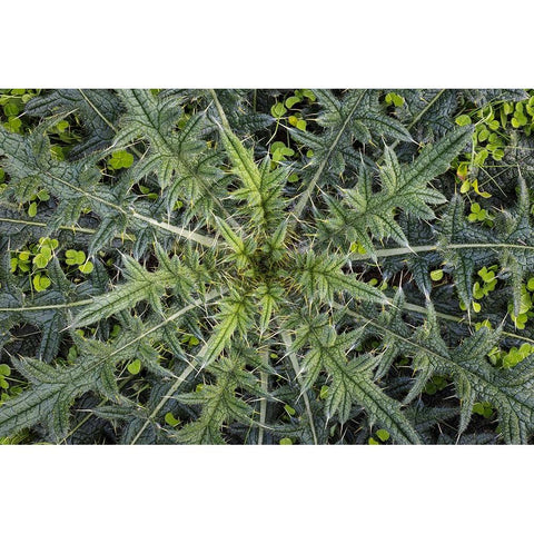 USA-Washington State-Seabeck Close-up of thistle plant Black Modern Wood Framed Art Print by Jaynes Gallery