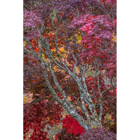 USA-Washington State-Seabeck Japanese maple tree in autumn White Modern Wood Framed Art Print by Jaynes Gallery