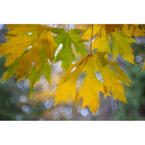 USA-Washington State-Seabeck Bigleaf maple leaves close-up in autumn Black Modern Wood Framed Art Print with Double Matting by Jaynes Gallery