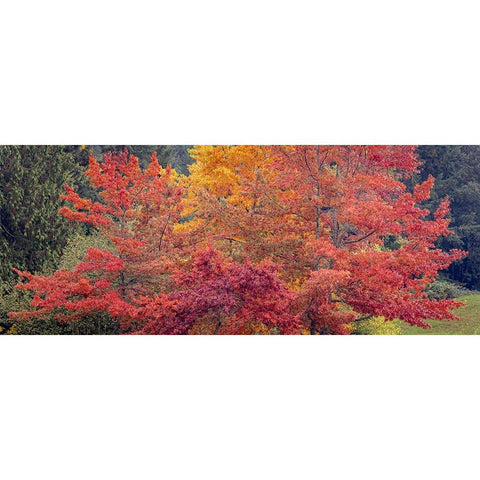 USA-Washington State-Seabeck Panoramic of oak trees in autumn Gold Ornate Wood Framed Art Print with Double Matting by Jaynes Gallery