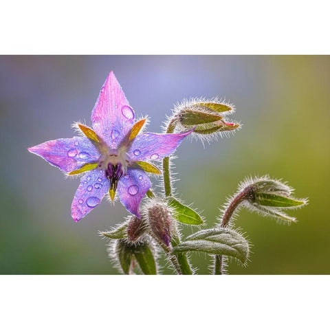 USA-Washington State-Seabeck Raindrops on borage flower Black Modern Wood Framed Art Print by Jaynes Gallery