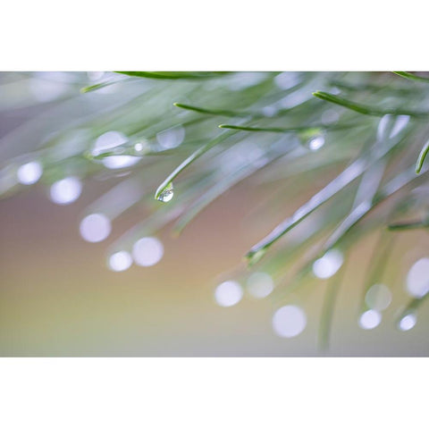 USA-Washington State-Seabeck Raindrops on pine needles Black Modern Wood Framed Art Print by Jaynes Gallery