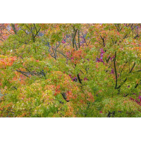 USA-Washington State-Seabeck Japanese maple tree in autumn Black Modern Wood Framed Art Print by Jaynes Gallery