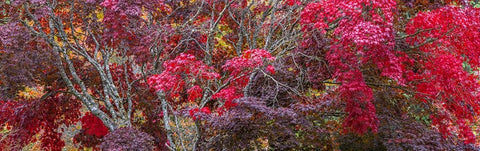 USA- Washington State- Seabeck. Japanese Maple trees- Washington State- Seabeck. Black Ornate Wood Framed Art Print with Double Matting by Jaynes Gallery