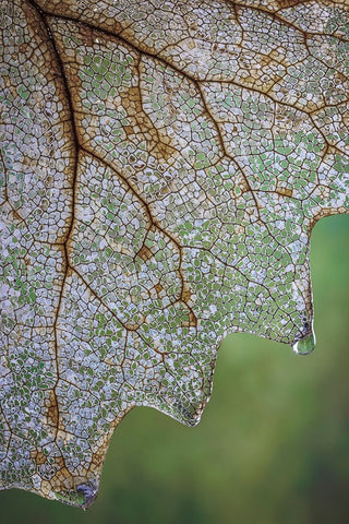 USA- Washington State- Seabeck. Skeletonized vanilla leaf close-up. Black Modern Wood Framed Art Print by Jaynes Gallery