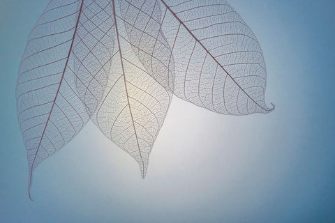 USA- Washington State- Seabeck. Pattern of skeletonized leaves. White Modern Wood Framed Art Print with Double Matting by Jaynes Gallery