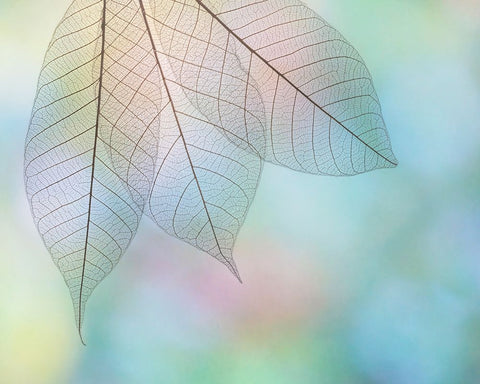 USA- Washington State- Seabeck. Pattern of skeletonized leaves. Black Modern Wood Framed Art Print by Jaynes Gallery