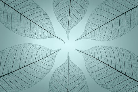 USA- Washington State- Seabeck. Pattern of skeletonized leaves. Black Ornate Wood Framed Art Print with Double Matting by Jaynes Gallery