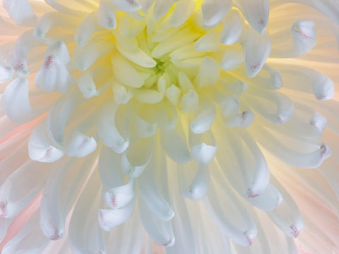 USA- Washington State- Seabeck. Chrysanthemum blossom close-up. Black Ornate Wood Framed Art Print with Double Matting by Jaynes Gallery