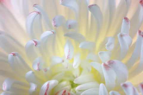 USA- Washington State- Seabeck. Chrysanthemum blossom close-up. Black Ornate Wood Framed Art Print with Double Matting by Jaynes Gallery