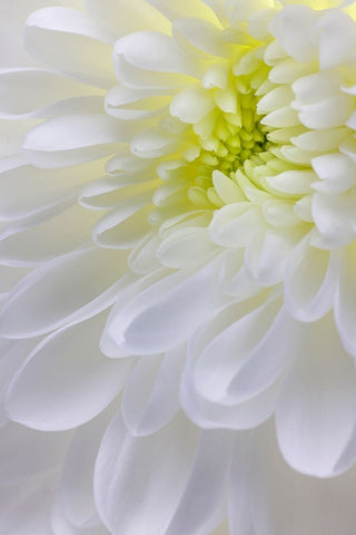USA- Washington State- Seabeck. Chrysanthemum blossom close-up. Black Modern Wood Framed Art Print by Jaynes Gallery