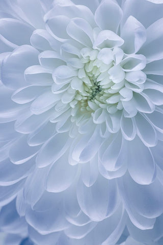 USA- Washington State- Seabeck. Chrysanthemum blossom close-up. Black Modern Wood Framed Art Print by Jaynes Gallery