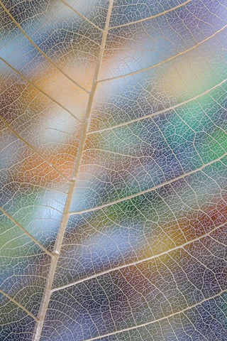 USA- Washington State- Seabeck. Pattern of skeletonized leaves. Black Ornate Wood Framed Art Print with Double Matting by Jaynes Gallery