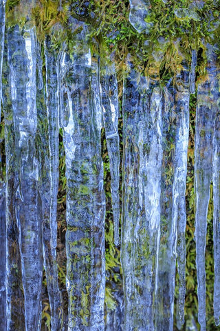 USA- Washington State- Seabeck. Close-up of icicles and moss. Black Ornate Wood Framed Art Print with Double Matting by Jaynes Gallery