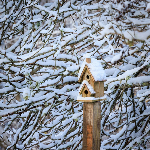 USA- Washington State- Seabeck. Snow-covered bird house and tree limbs. Black Ornate Wood Framed Art Print with Double Matting by Jaynes Gallery