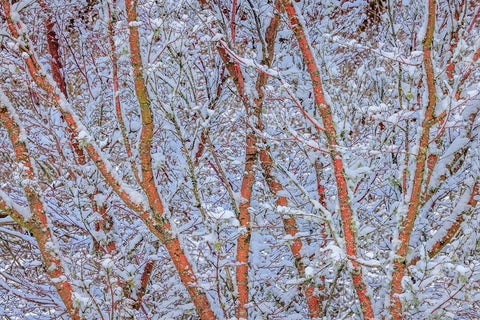 USA- Washington State- Seabeck. Snow-covered coral bark Japanese maple tree. Black Ornate Wood Framed Art Print with Double Matting by Jaynes Gallery