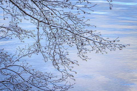 USA- Washington State- Seabeck. Snow-covered alder tree branches on shore of Hood Canal. Black Ornate Wood Framed Art Print with Double Matting by Jaynes Gallery