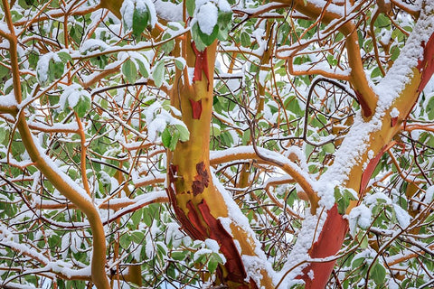 USA- Washington State- Seabeck. Detail of snow-covered madrona tree branches. Black Modern Wood Framed Art Print by Jaynes Gallery