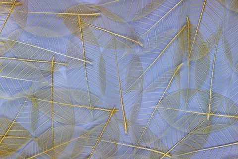 USA- Washington State- Seabeck. Pattern of skeletonized leaves. Black Ornate Wood Framed Art Print with Double Matting by Jaynes Gallery