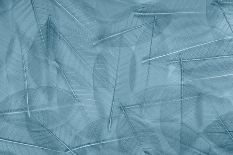 USA- Washington State- Seabeck. Pattern of skeletonized leaves. White Modern Wood Framed Art Print with Double Matting by Jaynes Gallery