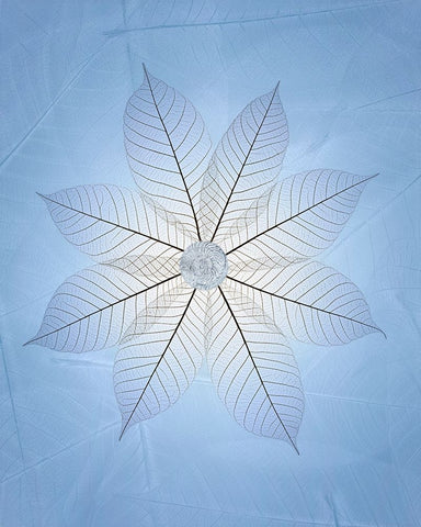 USA- Washington State- Seabeck. Skeletonized leaf pattern. Black Ornate Wood Framed Art Print with Double Matting by Jaynes Gallery