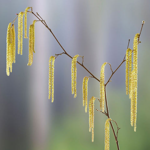 USA- Washington State- Seabeck. Pollen-producing male parts of beaked hazelnut catkin plant. White Modern Wood Framed Art Print with Double Matting by Jaynes Gallery