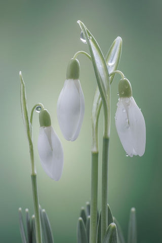 USA- Washington State- Seabeck. Buds of snowdrop flowers. Black Ornate Wood Framed Art Print with Double Matting by Jaynes Gallery