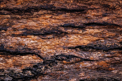 USA- Washington State- Seabeck. Douglas fir bark close-up. White Modern Wood Framed Art Print with Double Matting by Jaynes Gallery