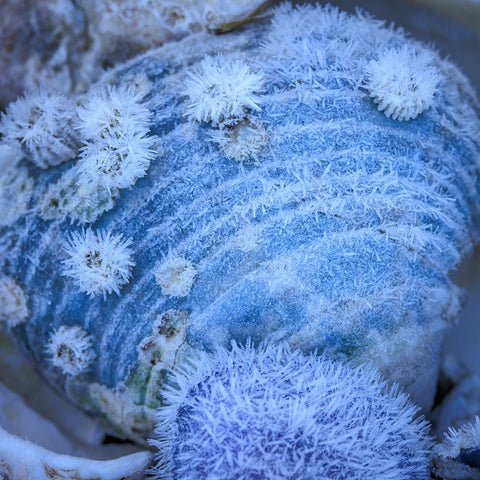 USA- Washington State- Seabeck. Frosty clam shell in winter. Black Modern Wood Framed Art Print by Jaynes Gallery