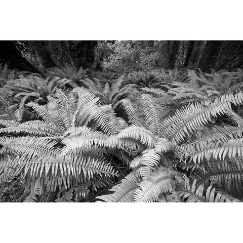 Usa-Washington State Giant ferns carpet the ground in the Hoh Rainforest-Olympic National Park Black Modern Wood Framed Art Print by Sederquist, Betty