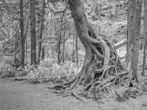 Usa-Washington State-Olympic National Park White Modern Wood Framed Art Print with Double Matting by Sederquist, Betty