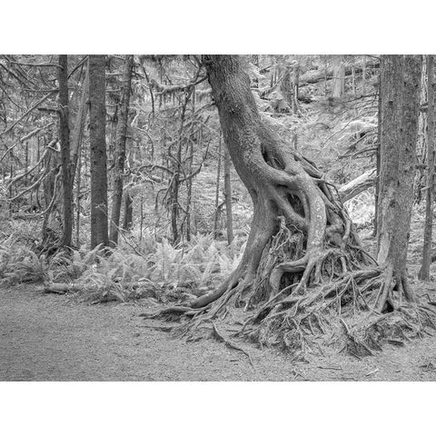 Usa-Washington State-Olympic National Park Black Modern Wood Framed Art Print by Sederquist, Betty