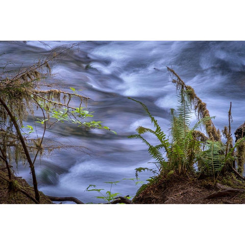 USA-Washington State-Fern Black Modern Wood Framed Art Print by Sederquist, Betty