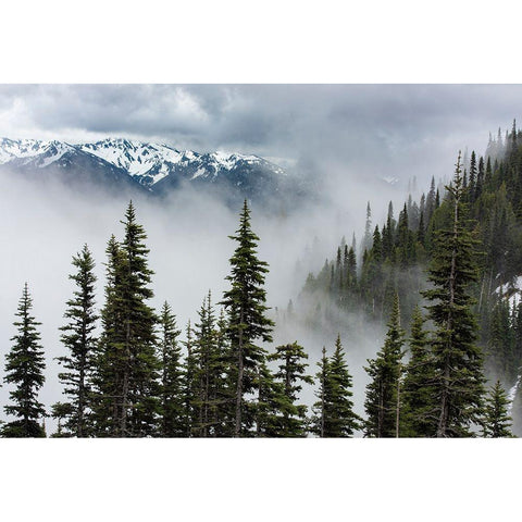 USA-Washington State-Olympic National Park Black Modern Wood Framed Art Print with Double Matting by Sederquist, Betty