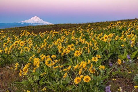 Spring wildflowers in full bloom on Dalles Mountain in Columbia Hills State Park near Lyle-Washingt Black Ornate Wood Framed Art Print with Double Matting by Haney, Chuck