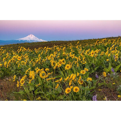 Spring wildflowers in full bloom on Dalles Mountain in Columbia Hills State Park near Lyle-Washingt Gold Ornate Wood Framed Art Print with Double Matting by Haney, Chuck