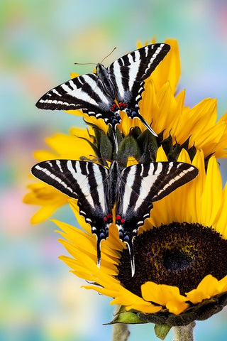 USA- Washington State- Sammamish. Zebra swallowtail butterfly on sunflower Black Ornate Wood Framed Art Print with Double Matting by Gulin, Darrell