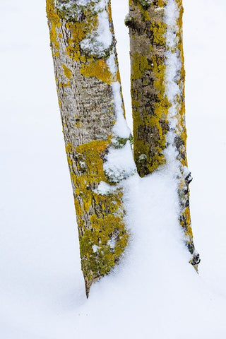 USA- Washington State. Bellevue fresh snow on Birch tree trunks Black Ornate Wood Framed Art Print with Double Matting by Gulin, Darrell