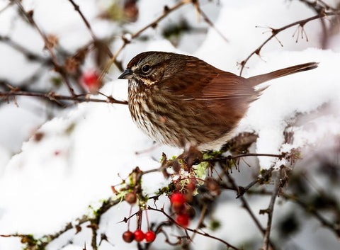 USA- Washington State- Sammamish. Sparrow on snow covered Crabapple tree Black Ornate Wood Framed Art Print with Double Matting by Gulin, Darrell