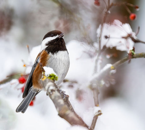 USA- Washington State- Sammamish. Chestnut Chickadee on snow covered Crabapple tree Black Modern Wood Framed Art Print by Gulin, Darrell