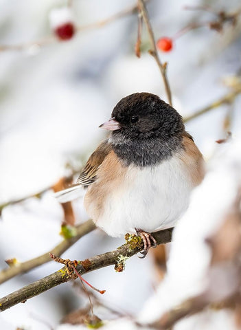 USA- Washington State- Sammamish. Junco on snow covered Crabapple tree Black Ornate Wood Framed Art Print with Double Matting by Gulin, Darrell