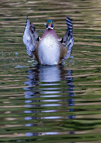 USA- Washington State- Sammamish. Yellow Lake and wood duck Stretching his wings White Modern Wood Framed Art Print with Double Matting by Gulin, Darrell