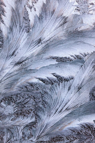 USA- Washington State- Sammamish. Frost on auto window Black Ornate Wood Framed Art Print with Double Matting by Gulin, Darrell