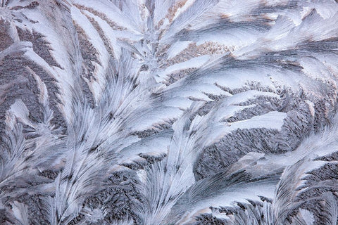 USA- Washington State- Sammamish. Frost on auto window Black Ornate Wood Framed Art Print with Double Matting by Gulin, Darrell