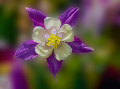 USA- Washington State- Sammamish. Garden with colorful columbine flower White Modern Wood Framed Art Print with Double Matting by Gulin, Darrell