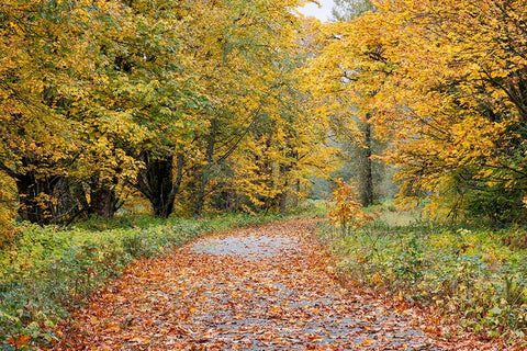 USA- Washington State. Big Leaf Maple trees in autumn colors near Darrington Black Modern Wood Framed Art Print by Gulin, Darrell