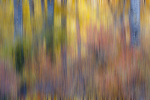 USA- Washington State. Cottonwoods in fall color near Winthrop Black Ornate Wood Framed Art Print with Double Matting by Gulin, Darrell